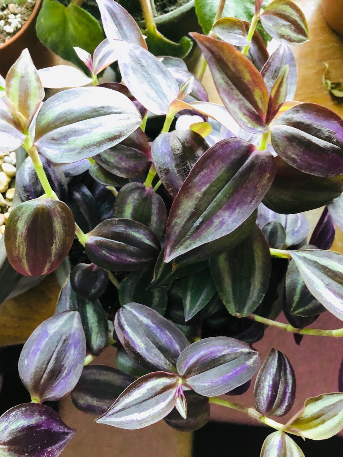 Lily's Indoor Jungle Wandering Jew Care