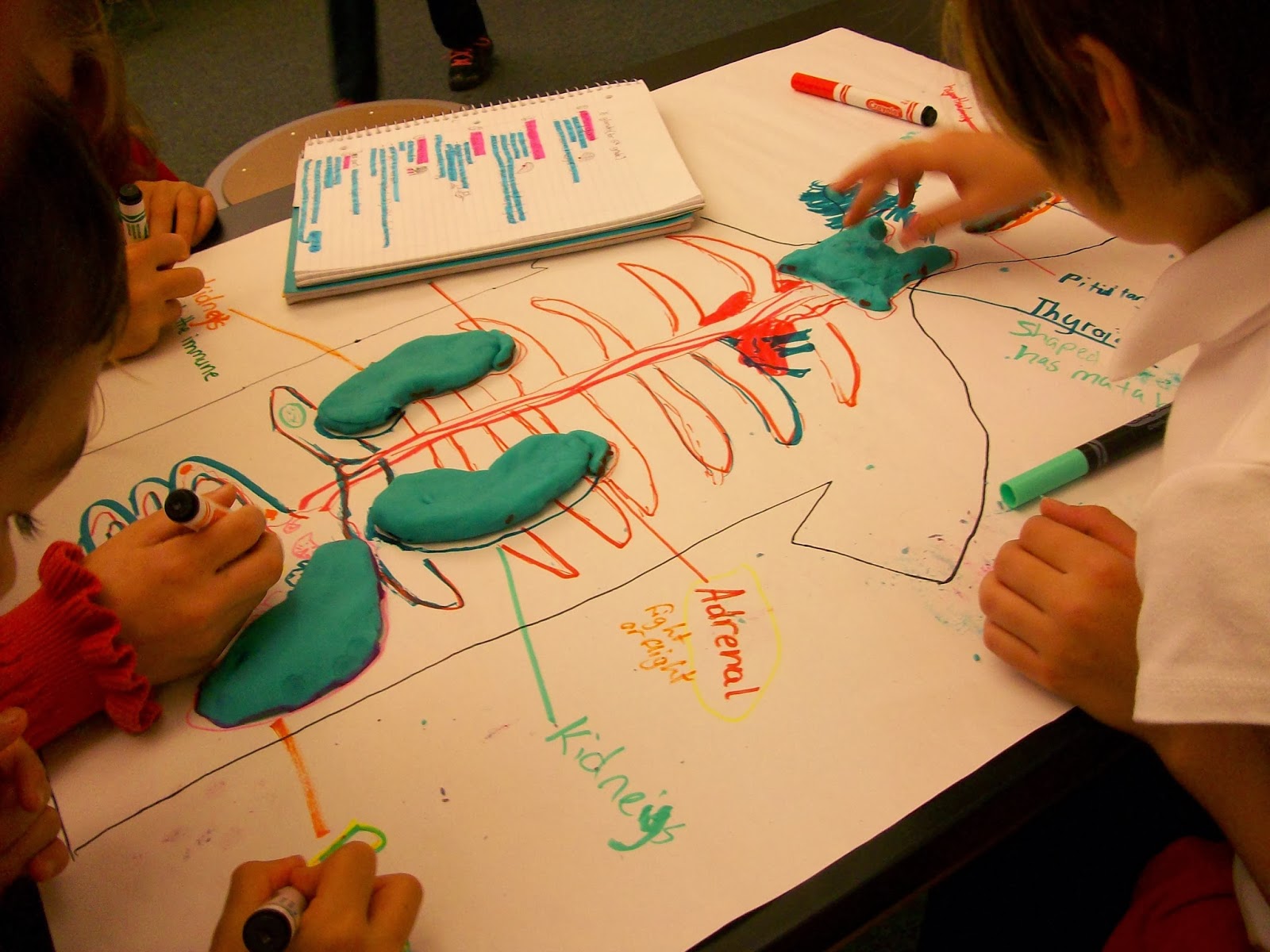 CHPCS 5th Grade: Endocrine System