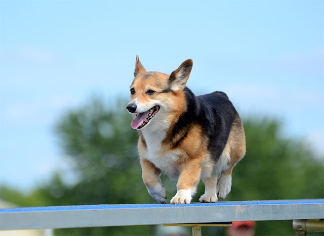 Hình ảnh những chú chó Corgi chân ngắn siêu đáng yêu