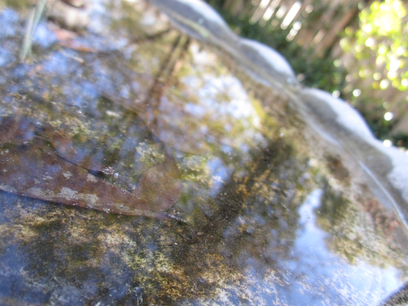 wanderlust The First Flower {notethese pictures were taken along