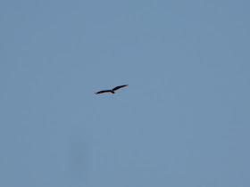 EJE CAFETERO - AVES DE CALDAS - BIRDS OF CALDAS -COLOMBIA: RAPACES Y