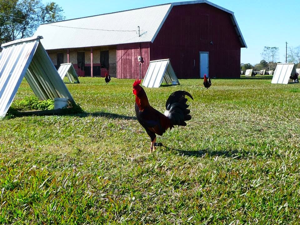 Gallos Y Galleros: Los Albany