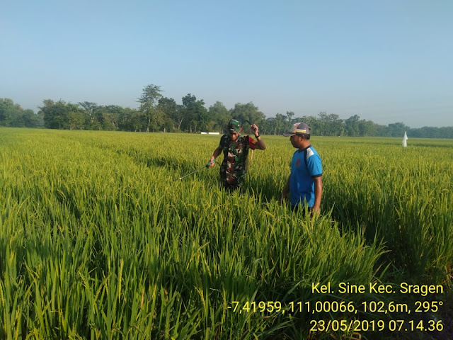 Inilah Kepedulian Babinsa Sine Kepada Petani