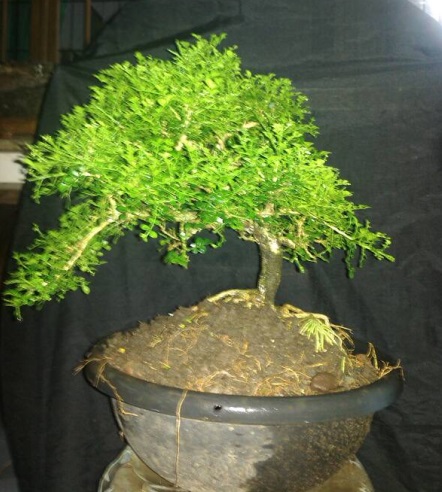Bonsai Kemuning: Keunggulan-Keunggulan Yang Dimiliki