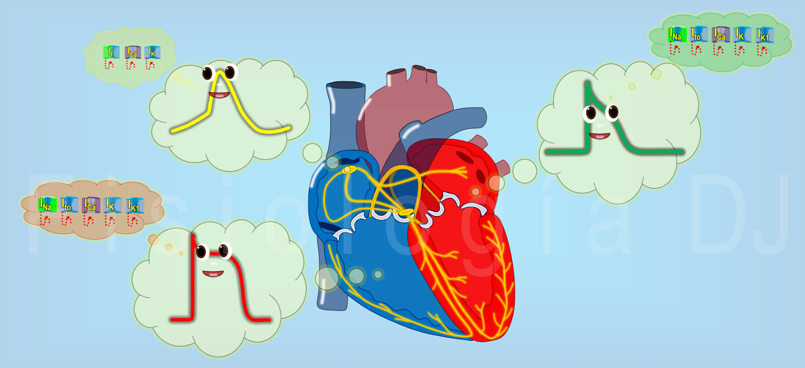 Fisiología DJ Potencial de acción cardíaco