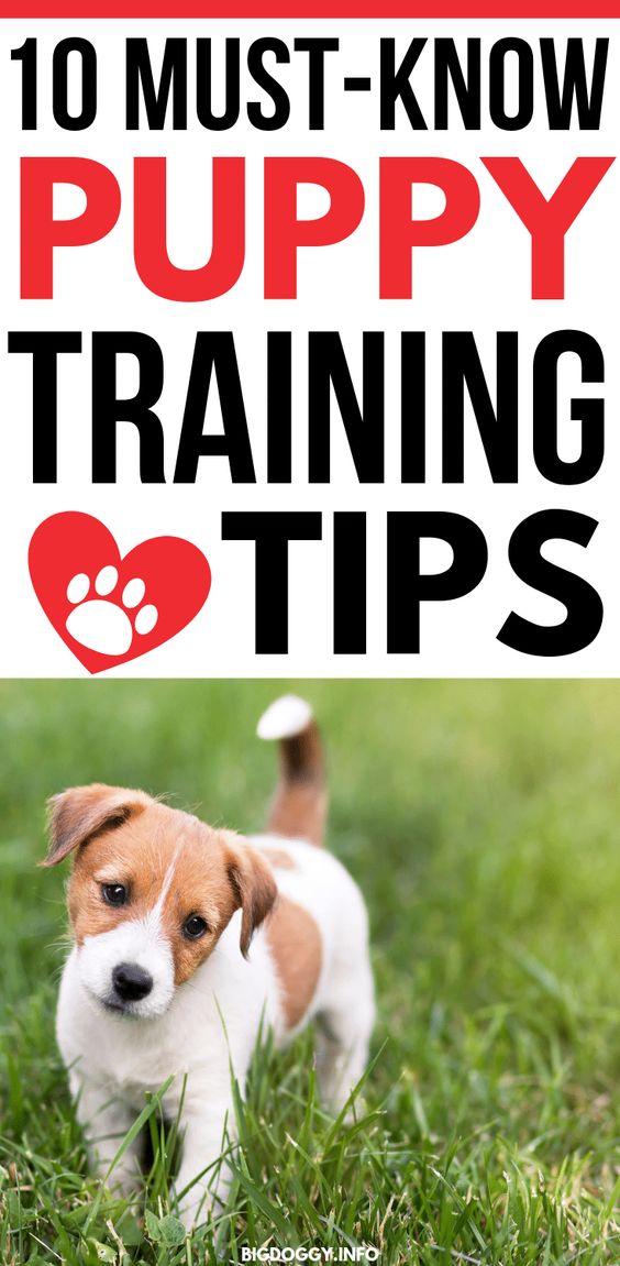 Lovely Dog 10 must know puppy training tips