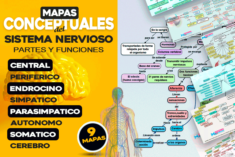 Mapa conceptual del sistema nervioso ▷ partes y funciones ◁