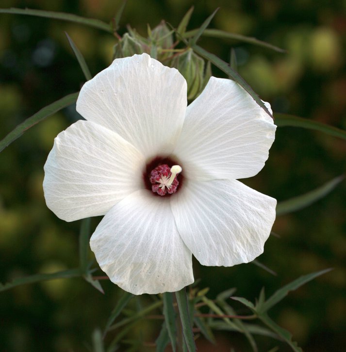Rufino Osorio Hibiscus dasycalyx Neches River Hibiscus