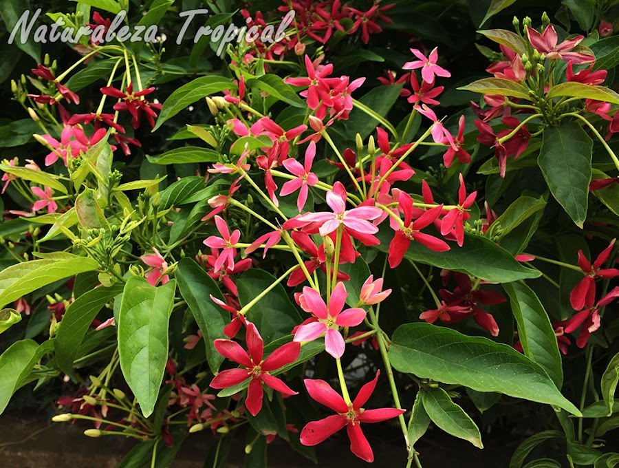 Vista de la floración típica de la planta trepadora Piscuala, Combretum indicum