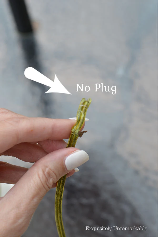 Plug Cut From Lamp Cord arrow pointing to No Plug