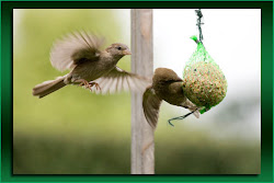 flying funny bird sparrow animal