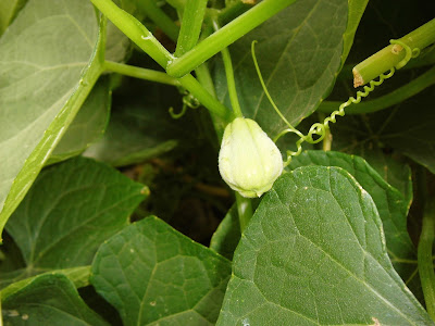 Chayote fruit 