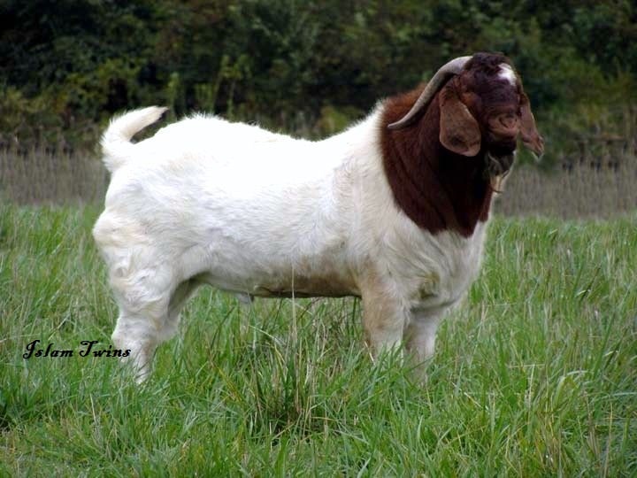 Gambar Kambing Aqiqah
