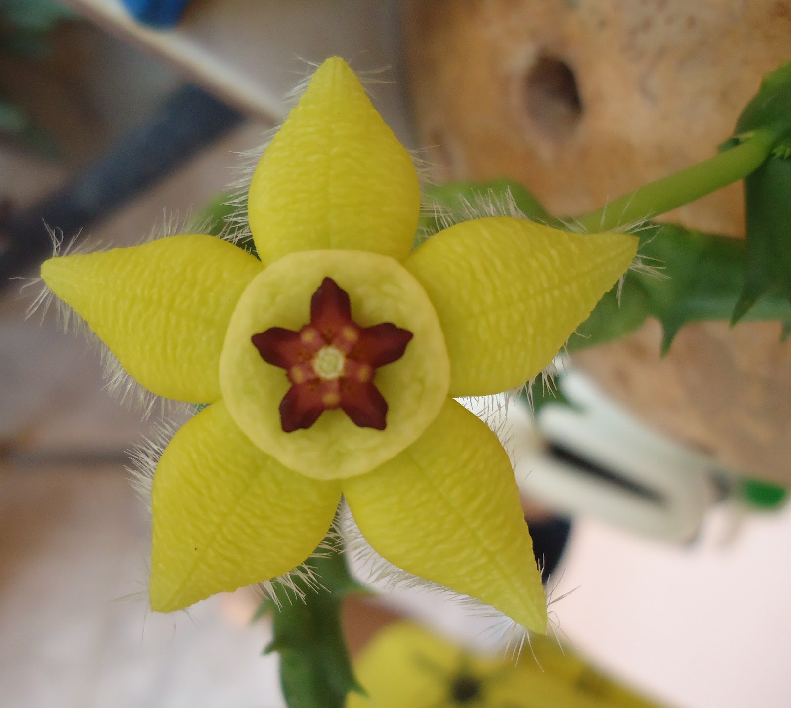 Cactos e suculentas by Flávia Fernandes: Flores amarelas do inicio de  Abril!!!