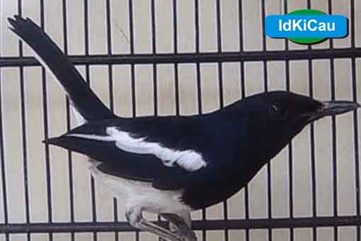 Kabar Terbaru Harga Burung Kacer Terbaru Lengkap 2018