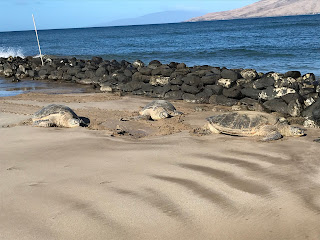 Hawaiian Green Sea Turtles