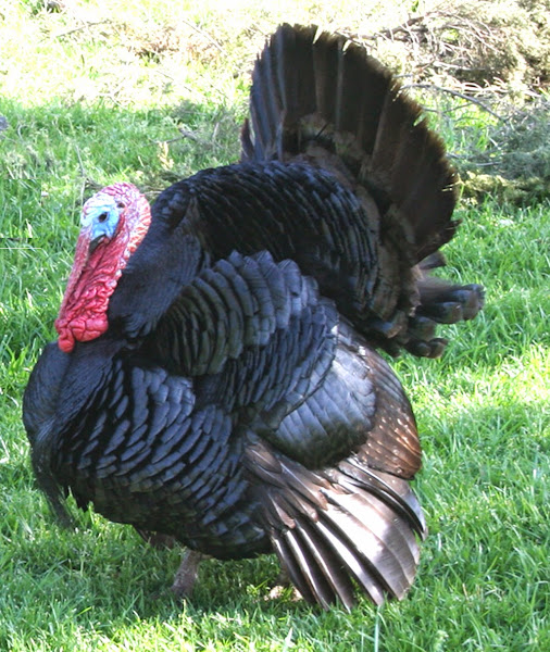 Black Spanish Turkey