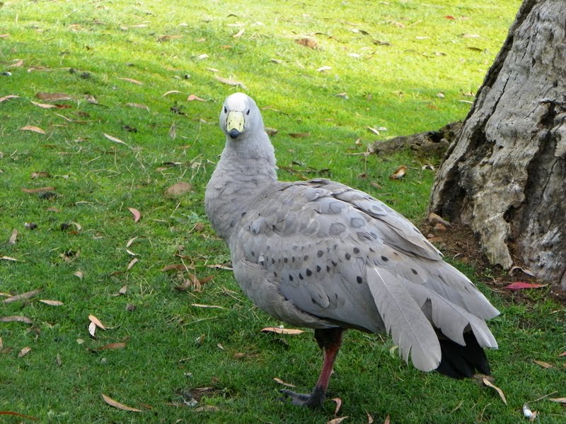 kipsadventures: Bird/Ducks and more of Tasmania