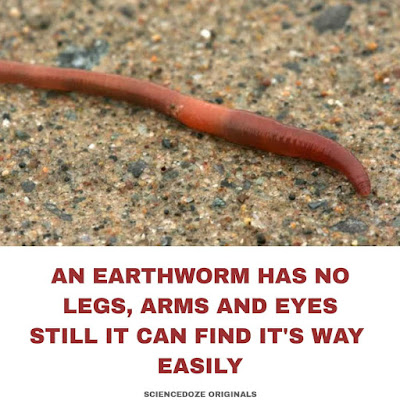 Earthworm facts