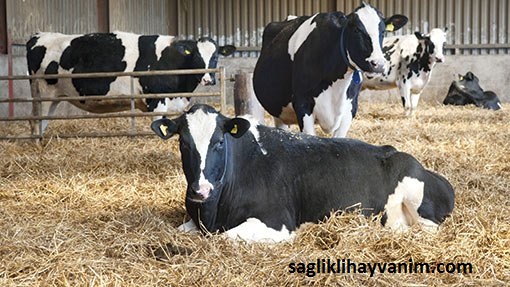 ineklerde gebelik muayenesi yavru atma boynuzsuzlastirma ve dogum yeri