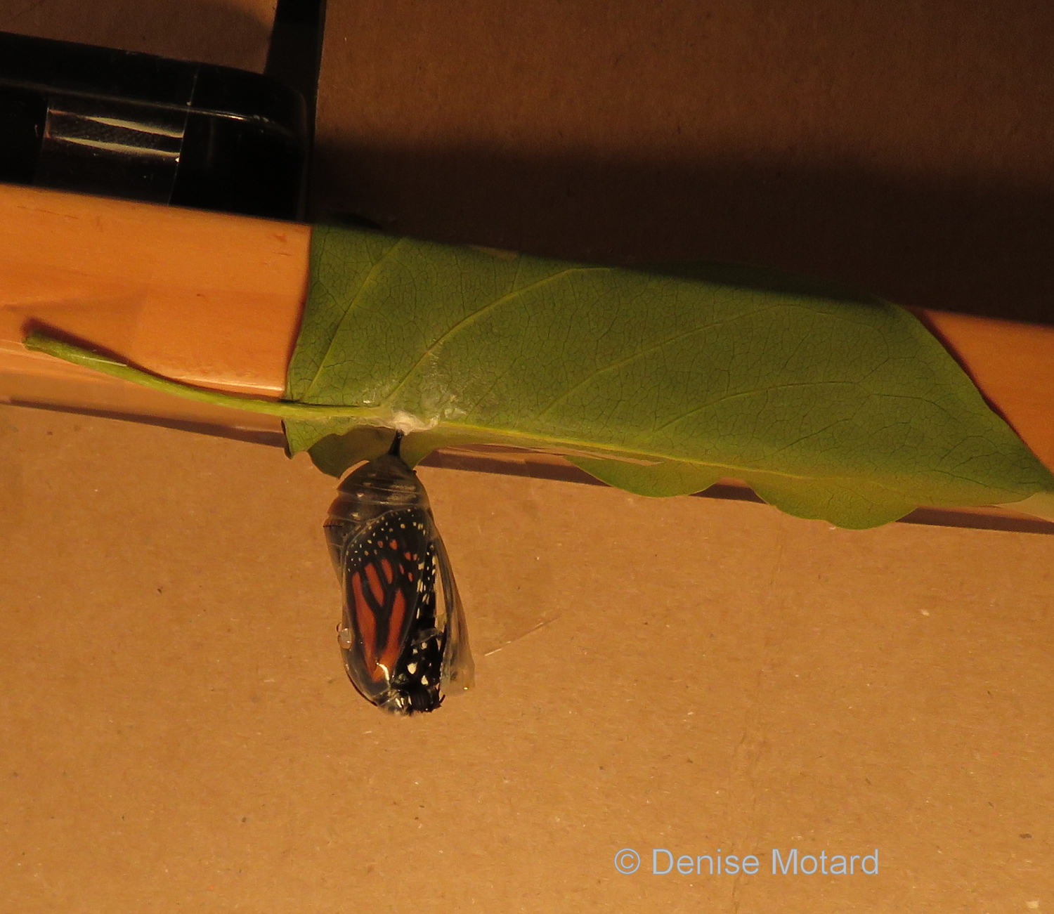 PHOTOS OF MONARCH BUTTERFLIES EMERGING