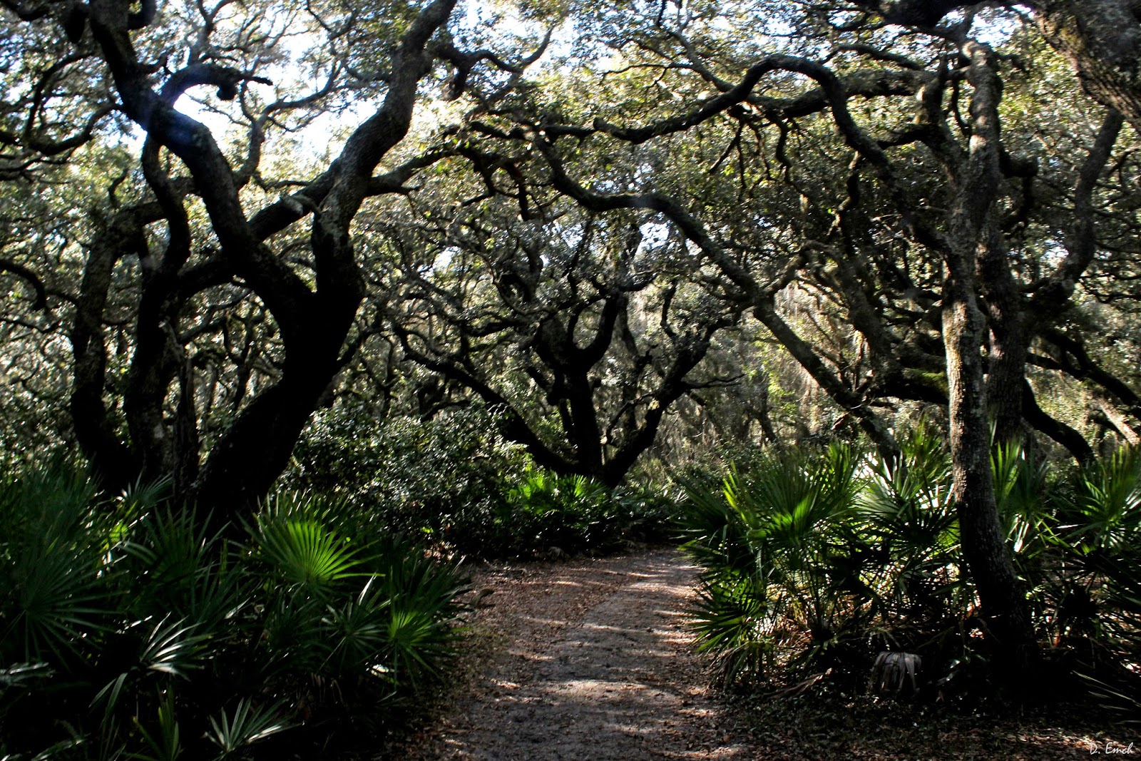 Capture America Journal: Cumberland Island GA: Carnegie, Fairfield Inn ...