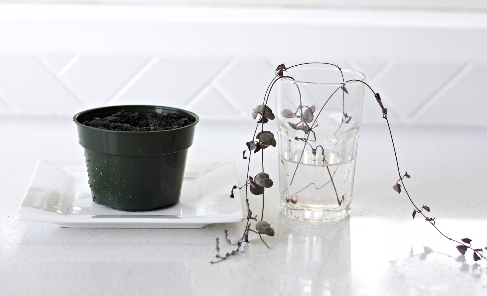 HOW TO GROW A CHAIN OF HEARTS FROM A CUTTING I am Tarryn Donaldson