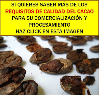 Cacao en granos. Cacao en granos.