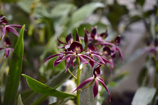 , Mostre primaverili: Horti di Veio e Monteporzio catone 2017, diarid'orchidee