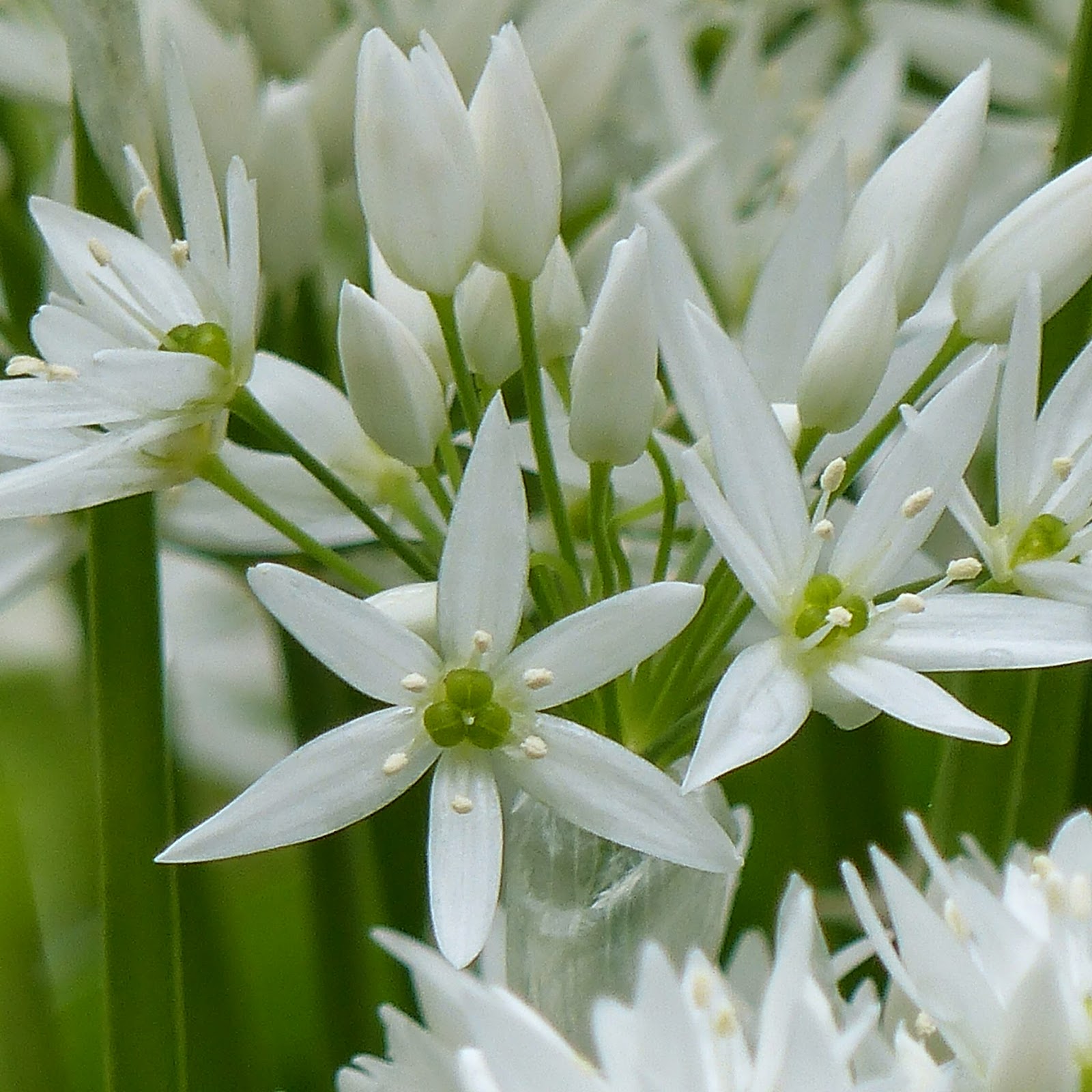 Allium ursinum Wild flowers of Europe by Anita Beijer