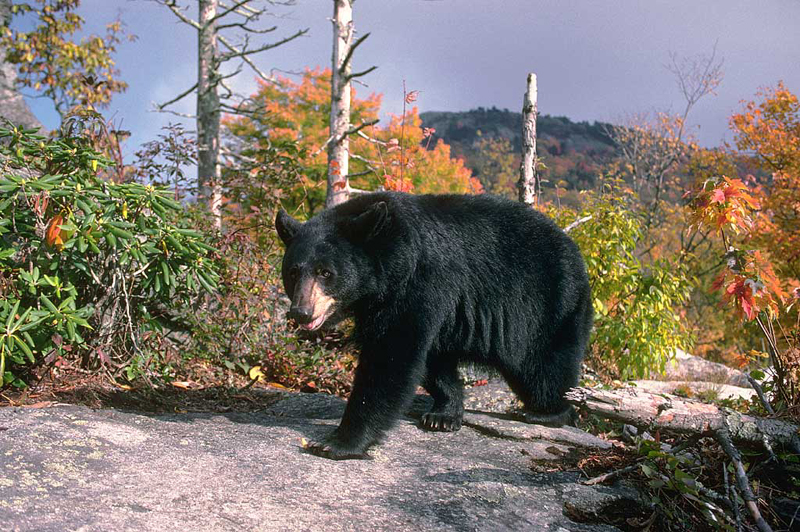 Living in Black Mountain, NC Bear visitors