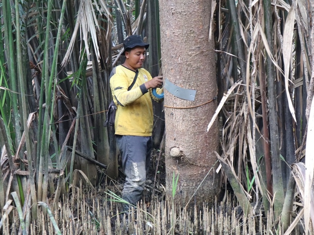 IKAMaT dan YKAN Lakukan Pemantauan Ekosistem Mangrove di SM Muara Angke