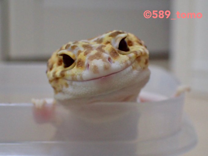 O GRITO DO BICHO 2: Esta lagartixa não para de sorrir quando está ...