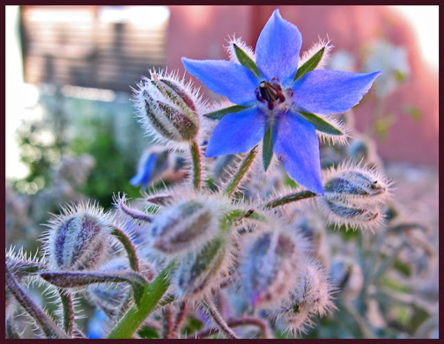 borago officinalis