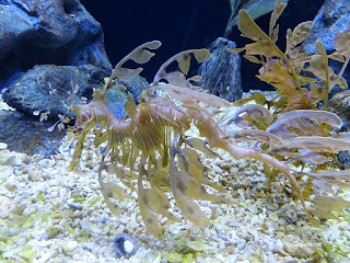 Dragon de mer feuillu - Hippocampe feuille - Phycodurus eques Dragon de mer feuillu - Hippocampe feuille - Phycodurus eques