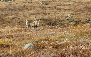 Even a caribou posed for us!