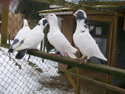 curled dewlap - Syrische Gelockte Wammentaube