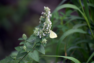 Skipper