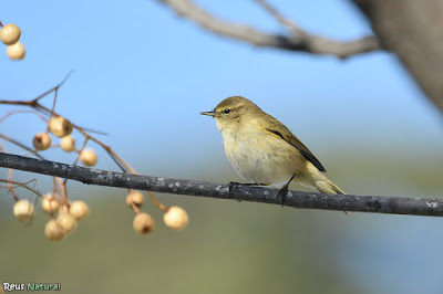 Mosquiter comú (Phylloscopus collybita)