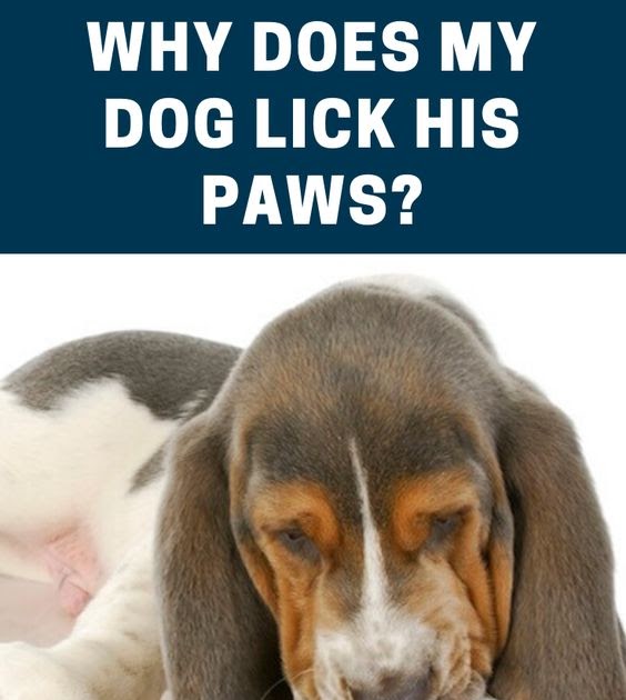 Why Does My Dog Lick His Paws