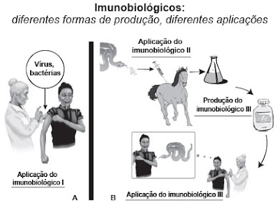 QUESTÕES DO ENEM - IMUNOLOGIA