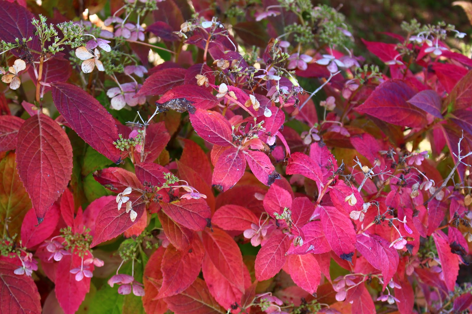 L Automne Arrive Enfin