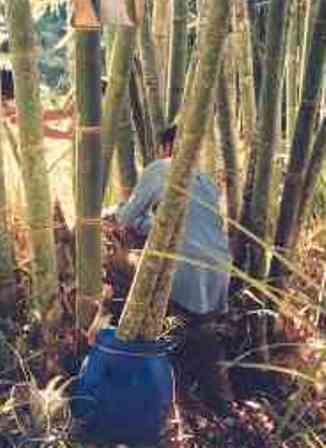 Cara Pengawetan Bambu Menggunakan Bahan Kimia Atau Cara Modern - donangga