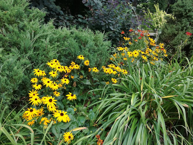 rudbekia Goldsturm