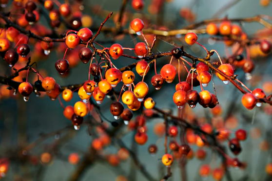 (NGERI) Inilah Arti Mimpi Melihat Hujan Buah Buahan Banyak