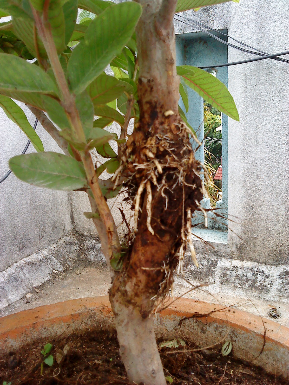 Indian Bonsai The twin brothers Guava tree update