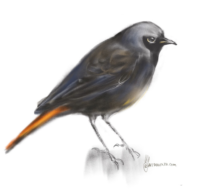 Black Redstart Bird painting by Artmagenta