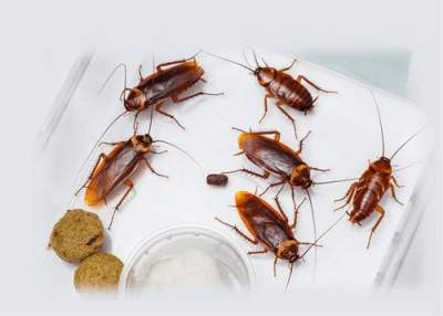 Pest Control Services Are Extremely Effective in Exterminating Pests