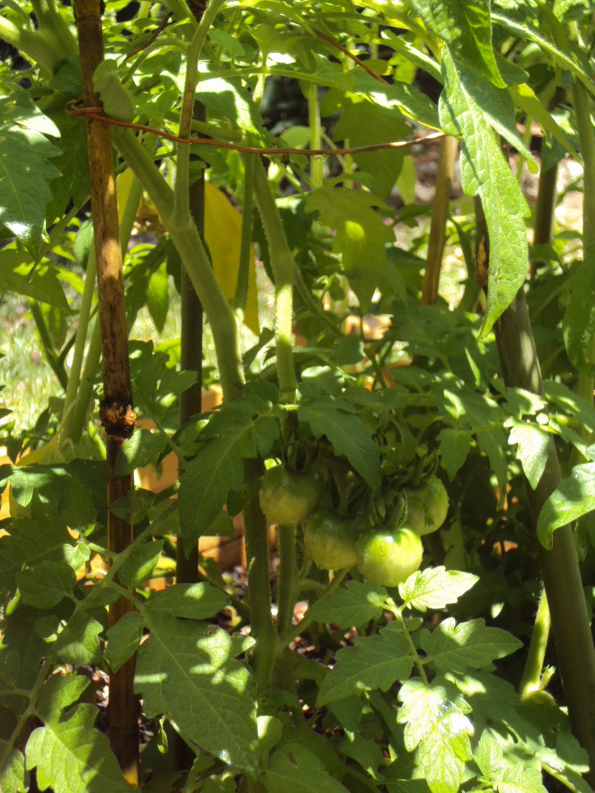 HealthyMamaHappyBaby DIY Tomato Stakes