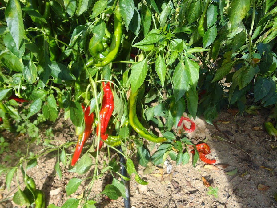 CORNETAS ROJAS Y VERDES EN EL HUERTO